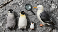 Baby emperor penguins met a giant petrel on their first trip to the sea… then something unexpected appeared.