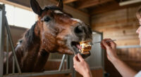 How to tell a horse’s age