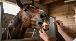 How to tell a horse’s age