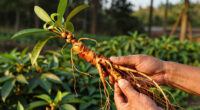 TIL that American ginseng is so valuable ($300-$500 a pound) that poachers risk jail time to steal roots from the Appalachia mountains