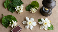 14 Best Night-Scented Flowers in 2026
