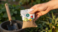 15 Best Flower Seeds in 2026