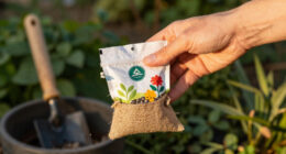 15 Best Flower Seeds in 2026