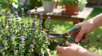 How To Harvest Thyme in Summer so it Keeps Growing – And to Get The Best Flavor