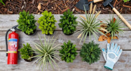 Plants That Are Quietly Increasing Fire Risk in American Gardens – And What To Choose Instead