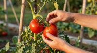 What to Do With Tomato Plants in June – 5 Early-Summer Jobs for a Bigger, Juicier Harvest