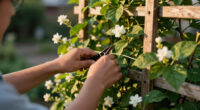 10 Best Climbing Jasmine Plants in 2026