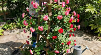 11 Best Climbing Rose Plants in 2026