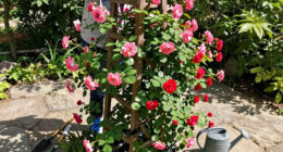 11 Best Climbing Rose Plants in 2026