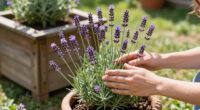 14 Best Lavender Plants in 2026