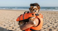 15 Best Pet Life Jackets in 2026