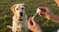 15 Best Pet Medications for Dogs and Cats in 2026