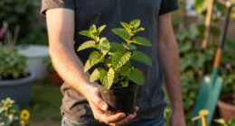 6 Best Wasp Repellent Plants in 2026