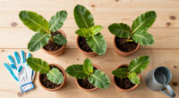 9 Best Banana Plants for Gardens in 2026