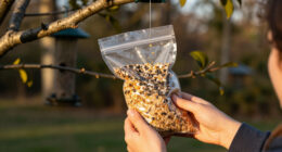 9 Best Frozen Bird Food in 2026