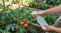 9 Best Garden Pest Control Treatments in 2026