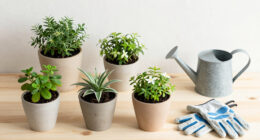 9 Best Low-Maintenance Flowering Plants in 2026