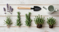 9 Best Timeless Garden Plants in 2026