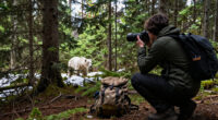 Our First (And Last) Hunt For The Rare White Bear Of British Columbia