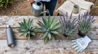 13 Best Drought-Tolerant Privacy Plants in 2026