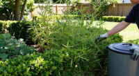 9 Best Fast-Growing Privacy Plants in 2026