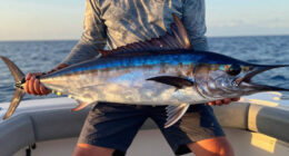 ‘I Was Off By Over 300 Pounds.’ This Giant Blue Marlin Is Nearly A World Record