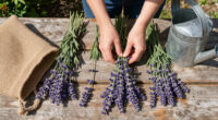 10 Best Lavender Plants in 2026