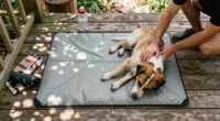 13 Best Pet Cooling Mats in 2026