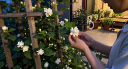 15 Best Fragrant Night-Blooming Plants in 2026