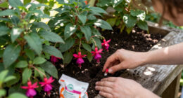 7 Best Fertilizers for Fuchsias in 2026
