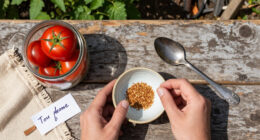 7 Best Tomato Seed Saving Supplies in 2026