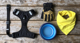 8 Life Hacks That Will Make Your Dog Hunt Better And Live Longer, According To A Vet