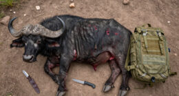 “A Slow-Motion Ballet Of Death.” We Tracked A Wounded Cape Buffalo