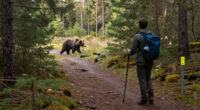 How Fast Can A Bear Run?