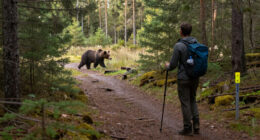 How Fast Can A Bear Run?