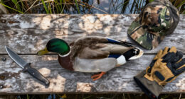 Our Obsession With Greenheads Could Ruin Duck Hunting As We Know It