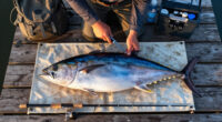The Biggest Tuna Of All Time