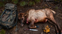 This Bowhunter Reluctantly Abandoned His Elk Meat After A Grizzly Bear Fed On It. Then Game And Fish Charged Him