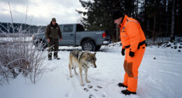 Officials Lethally Remove 9 Gray Wolves From Wisconsin After Threats To Human Safety