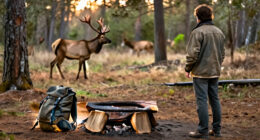 Sorry, But Elk Aren’t Really That Tough
